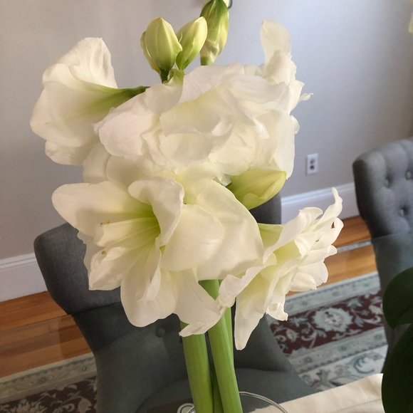 Meet your Posher, Bob - Picture 5 of 7